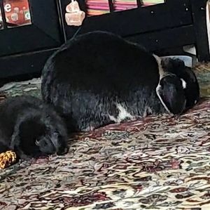 Meet your Posher, Rhonda